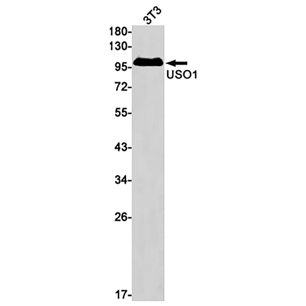 USO1 Rabbit Monoclonal Antibody | 兔单抗 | EnkiLife恩玑生命