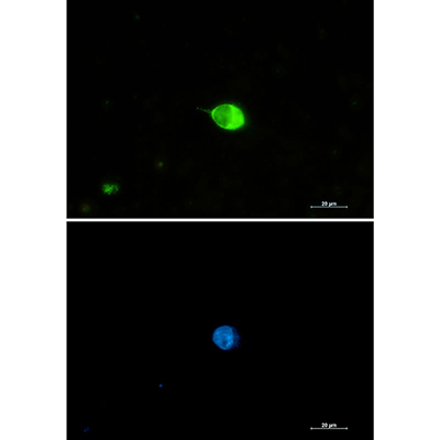 IRF7 Rabbit Monoclonal Antibody | 兔单抗 | EnkiLife恩玑生命