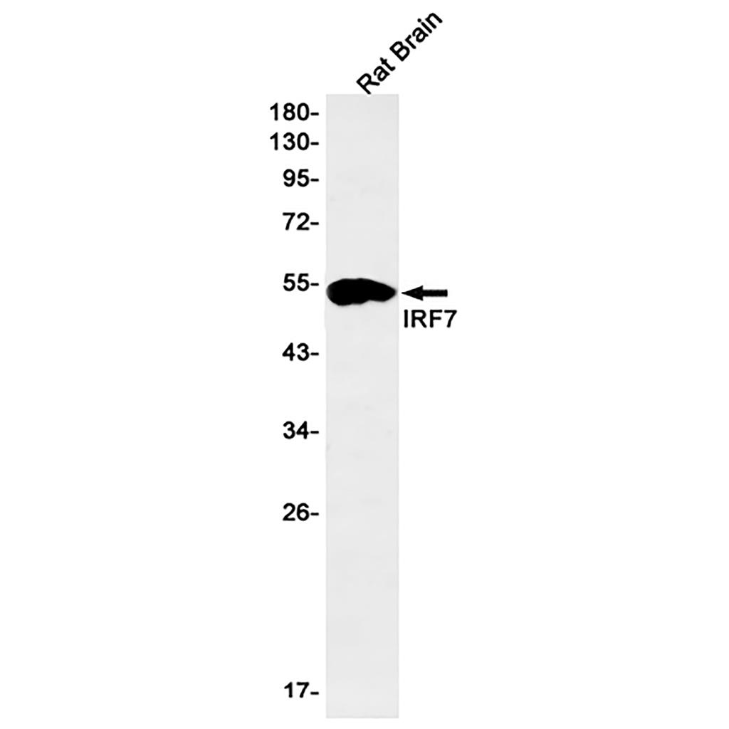 IRF7 Rabbit Monoclonal Antibody | 兔单抗 | EnkiLife恩玑生命