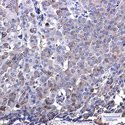 IRF7 Rabbit Monoclonal Antibody | 兔单抗 | EnkiLife恩玑生命