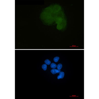 MEK1 Rabbit Monoclonal Antibody | 兔单抗 | EnkiLife恩玑生命