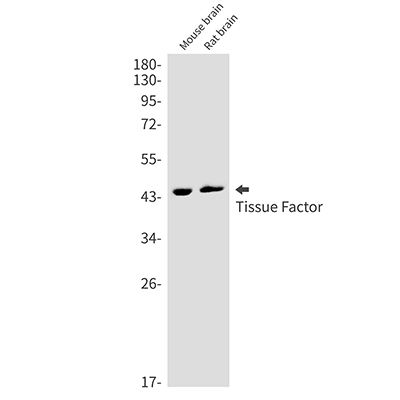 Tissue Factor Rabbit Monoclonal Antibody | 兔单抗 | EnkiLife恩玑生命