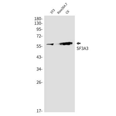 SF3A3 Rabbit Monoclonal Antibody | 兔单抗 | EnkiLife恩玑生命