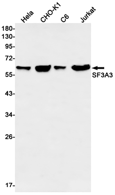 SF3A3 Rabbit Monoclonal Antibody | 兔单抗 | EnkiLife恩玑生命