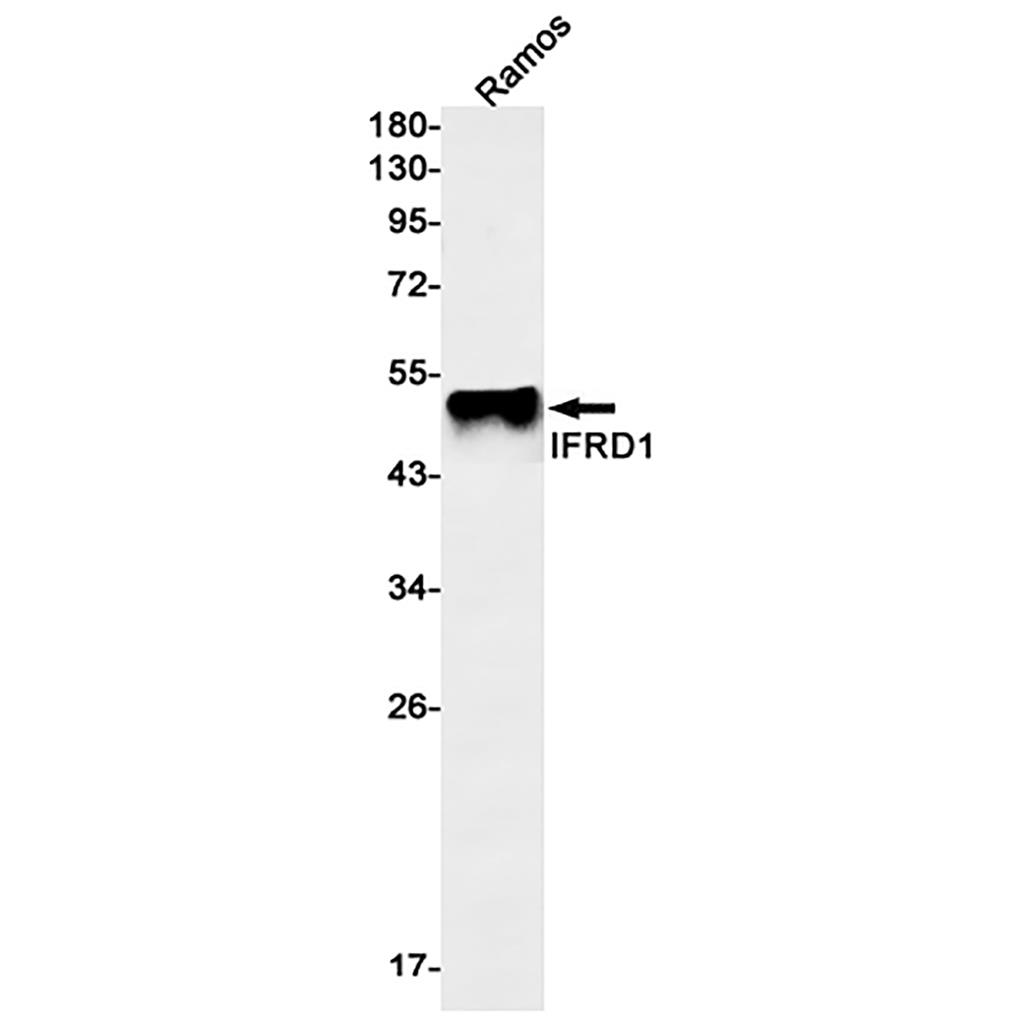 IFRD1 Rabbit Monoclonal Antibody | 兔单抗 | EnkiLife恩玑生命