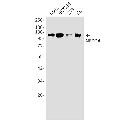 NEDD4 Rabbit Monoclonal Antibody | 兔单抗 | EnkiLife恩玑生命