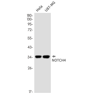 Notch4 Rabbit Monoclonal Antibody | 兔单抗 | EnkiLife恩玑生命