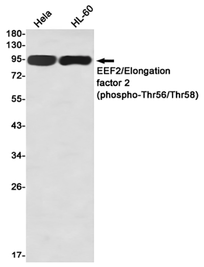 Phospho-Elongation Factor 2 (Thr56/Thr58) Rabbit Monoclonal Antibody | 兔单抗 | EnkiLife恩玑生命