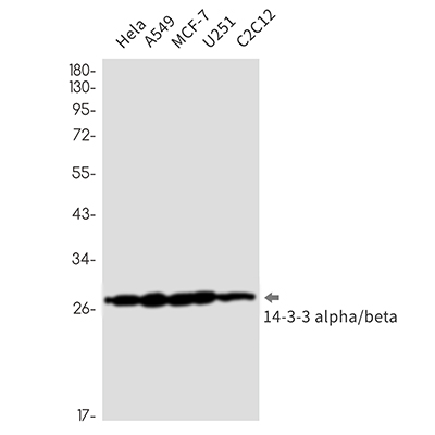 14-3-3 alpha/beta Rabbit Monoclonal Antibody | 兔单抗 | EnkiLife恩玑生命