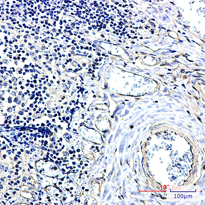 14-3-3 alpha/beta Rabbit Monoclonal Antibody | 兔单抗 | EnkiLife恩玑生命