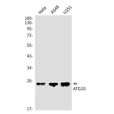 ATG10 Rabbit Monoclonal Antibody | 兔单抗 | EnkiLife恩玑生命