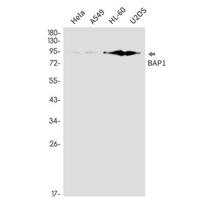 BAP1 Rabbit Monoclonal Antibody | 兔单抗 | EnkiLife恩玑生命