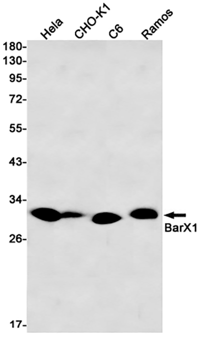 BarX1 Rabbit Monoclonal Antibody | 兔单抗 | EnkiLife恩玑生命