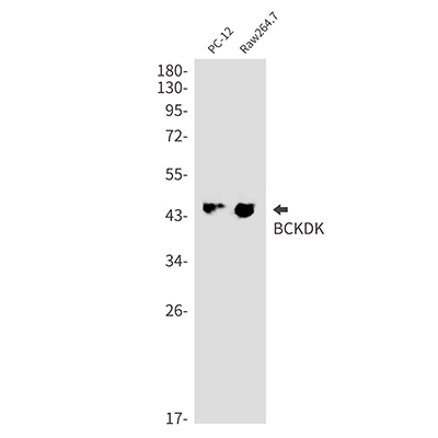 BCKDK Rabbit Monoclonal Antibody | 兔单抗 | EnkiLife恩玑生命