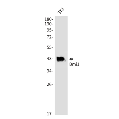 BMI1 Rabbit Monoclonal Antibody | 兔单抗 | EnkiLife恩玑生命