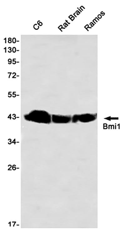 BMI1 Rabbit Monoclonal Antibody | 兔单抗 | EnkiLife恩玑生命