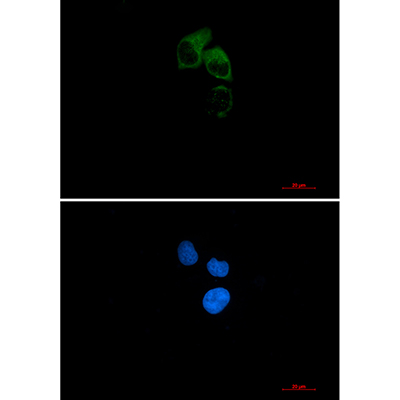CEP55 Rabbit Monoclonal Antibody | 兔单抗 | EnkiLife恩玑生命
