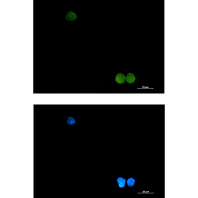 CrkL Rabbit Monoclonal Antibody | 兔单抗 | EnkiLife恩玑生命