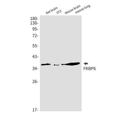 FKBP6 Rabbit Monoclonal Antibody | 兔单抗 | EnkiLife恩玑生命