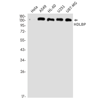 HDLBP Rabbit Monoclonal Antibody | 兔单抗 | EnkiLife恩玑生命