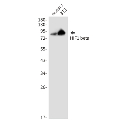 HIF1 beta Rabbit Monoclonal Antibody | 兔单抗 | EnkiLife恩玑生命