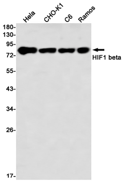 HIF1 beta Rabbit Monoclonal Antibody | 兔单抗 | EnkiLife恩玑生命