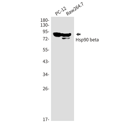 Hsp90 beta Rabbit Monoclonal Antibody | 兔单抗 | EnkiLife恩玑生命