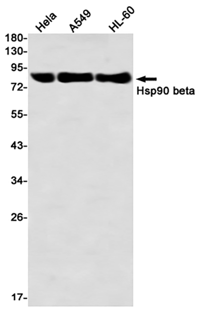 Hsp90 beta Rabbit Monoclonal Antibody | 兔单抗 | EnkiLife恩玑生命
