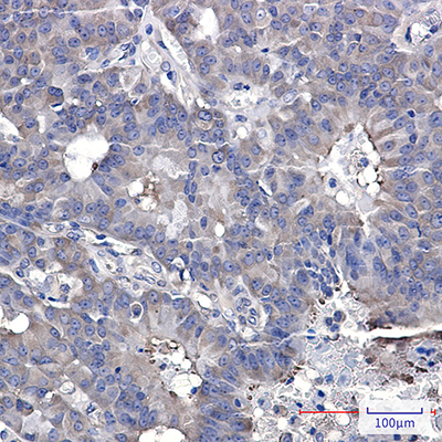 Hsp90 beta Rabbit Monoclonal Antibody | 兔单抗 | EnkiLife恩玑生命