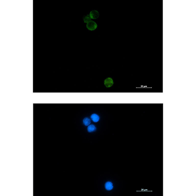 HspA14 Rabbit Monoclonal Antibody | 兔单抗 | EnkiLife恩玑生命