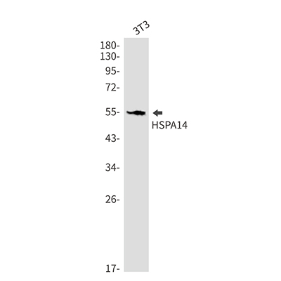 HspA14 Rabbit Monoclonal Antibody | 兔单抗 | EnkiLife恩玑生命