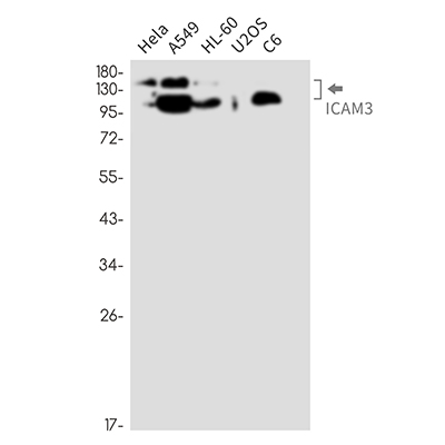 ICAM3 Rabbit Monoclonal Antibody | 兔单抗 | EnkiLife恩玑生命