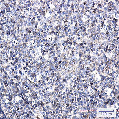 ICAM3 Rabbit Monoclonal Antibody | 兔单抗 | EnkiLife恩玑生命