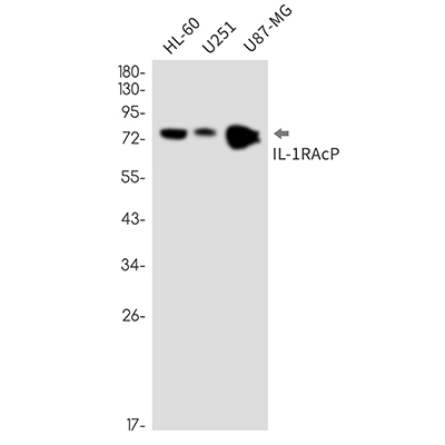 IL-1 Receptor Accessory Protein Rabbit Monoclonal Antibody | 兔单抗 | EnkiLife恩玑生命