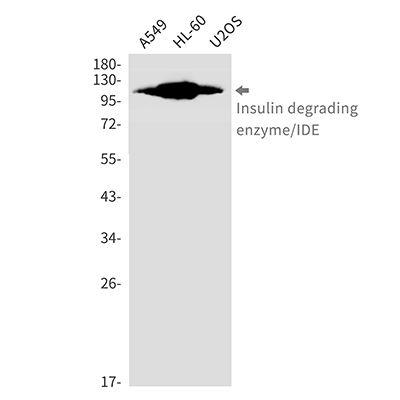 Insulin Degrading Enzyme Rabbit Monoclonal Antibody | 兔单抗 | EnkiLife恩玑生命