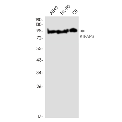 KIFAP3 Rabbit Monoclonal Antibody | 兔单抗 | EnkiLife恩玑生命