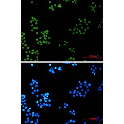 LIG1 Rabbit Monoclonal Antibody | 兔单抗 | EnkiLife恩玑生命
