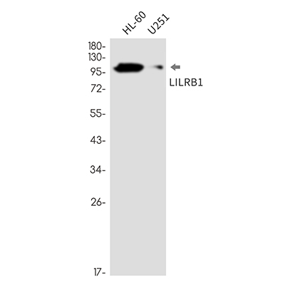 LILRB1 Rabbit Monoclonal Antibody | 兔单抗 | EnkiLife恩玑生命