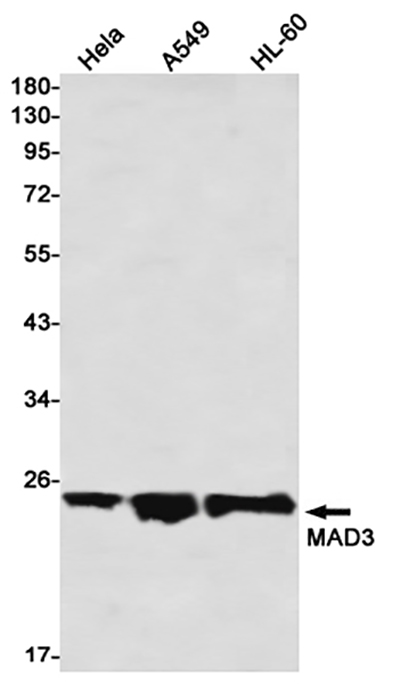 Max Dimerization Protein 3 Rabbit Monoclonal Antibody | 兔单抗 | EnkiLife恩玑生命