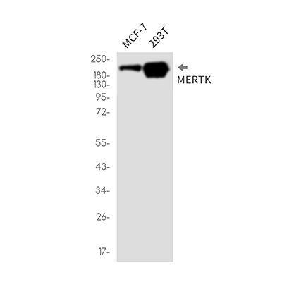 MERTK Rabbit Monoclonal Antibody | 兔单抗 | EnkiLife恩玑生命