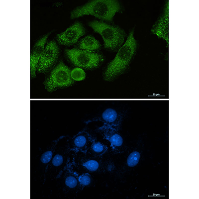 Moesin Rabbit Monoclonal Antibody | 兔单抗 | EnkiLife恩玑生命