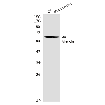 Moesin Rabbit Monoclonal Antibody | 兔单抗 | EnkiLife恩玑生命