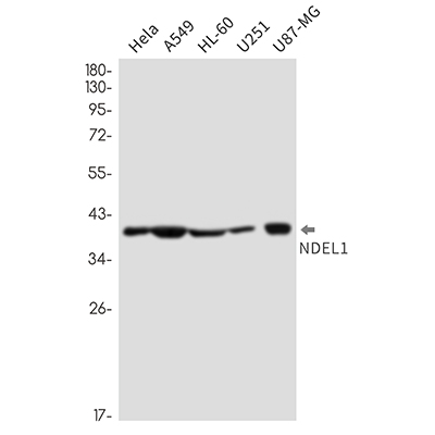 NDEL1 Rabbit Monoclonal Antibody | 兔单抗 | EnkiLife恩玑生命