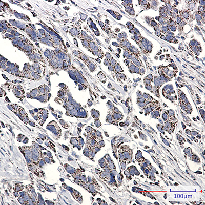 NDUFS1 Rabbit Monoclonal Antibody | 兔单抗 | EnkiLife恩玑生命