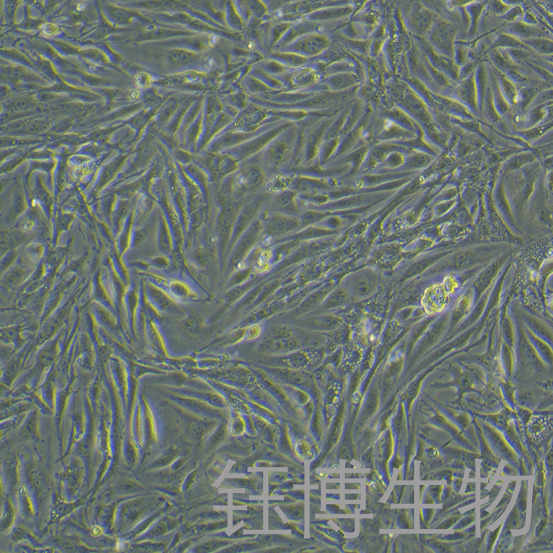 C166（小鼠血管内皮细胞）YB-71803MC