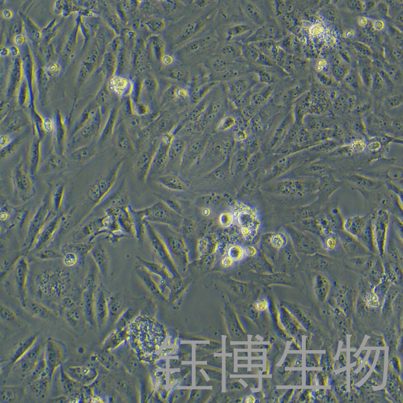 AC16（人心肌细胞）YB-71802HC