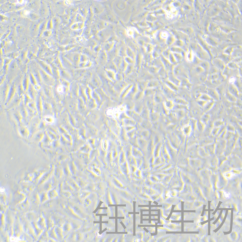 IPEC-J2（猪小肠上皮细胞）YB-7007OC