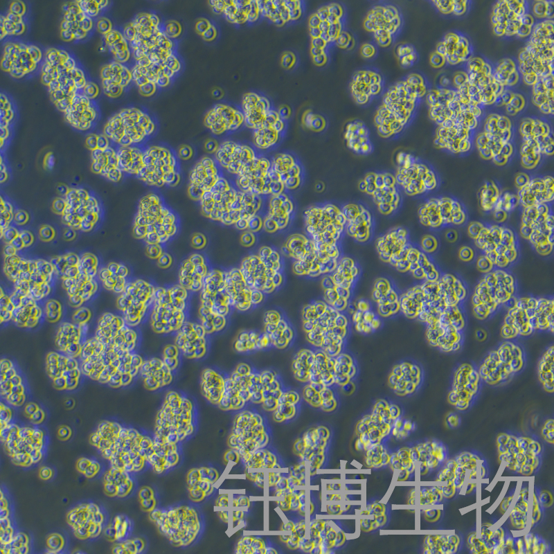 A20（小鼠B细胞淋巴瘤细胞）YB-7037MC