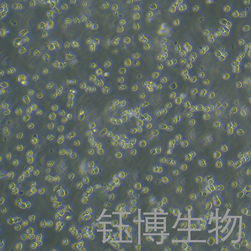 C1498（小鼠白血病细胞）YB-7038MC