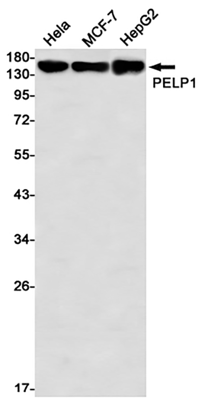 PELP1 Rabbit Monoclonal Antibody | 兔单抗 | EnkiLife恩玑生命